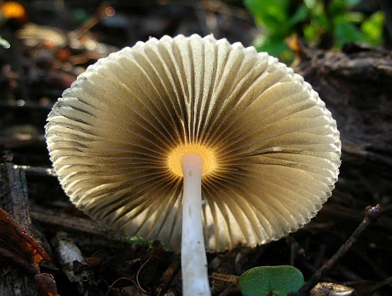Coprinus plicatilis?